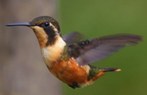 ecuador birding bird watching tours tandayapa